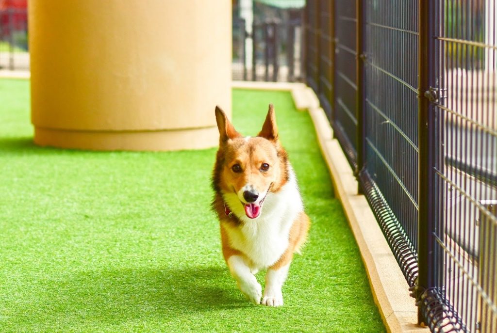 犬と快適に暮らす一軒家の工夫
