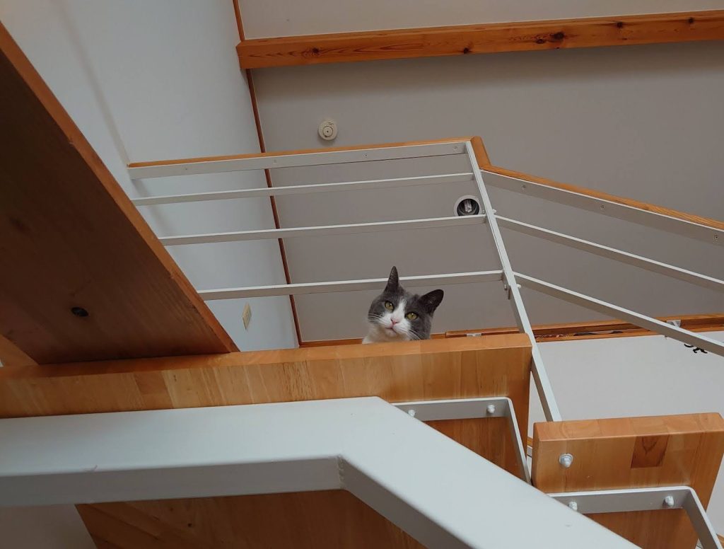 猫と快適に暮らす一軒家の工夫