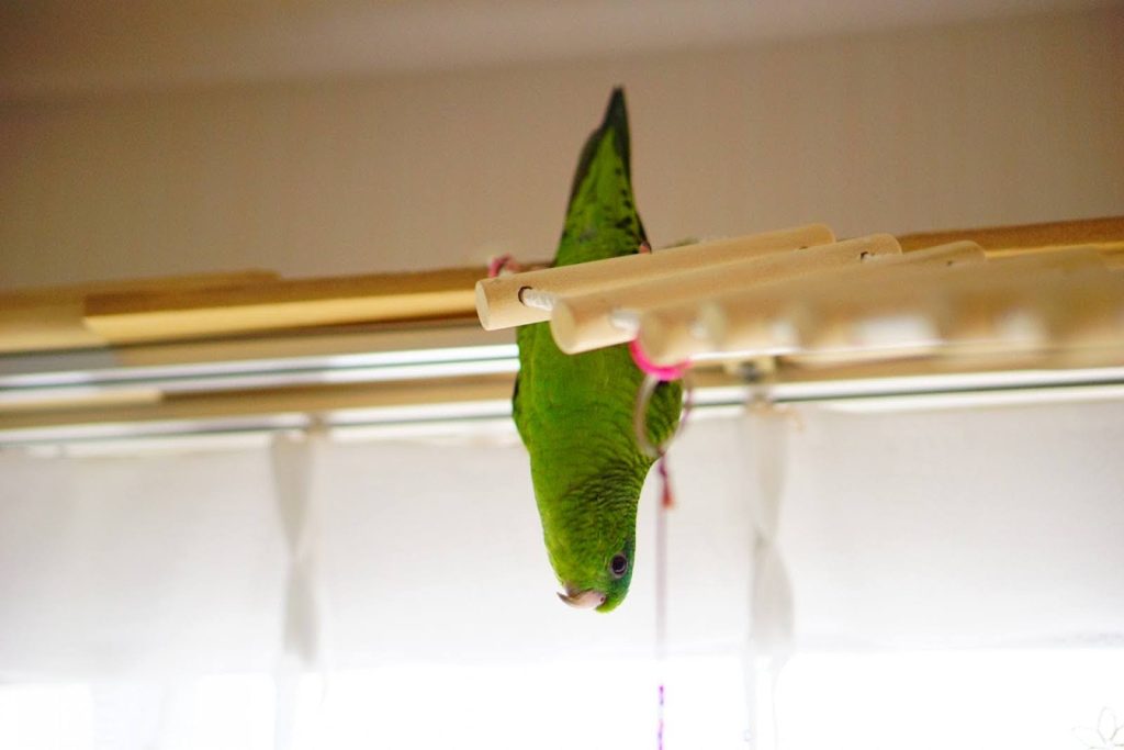 鳥・ウサギなど小動物と暮らす工夫